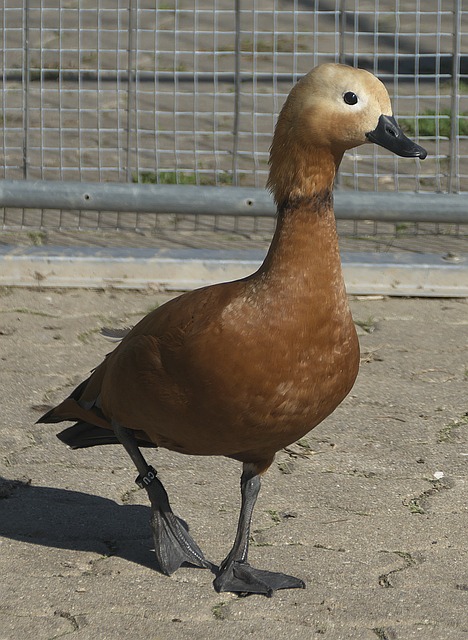 佳话